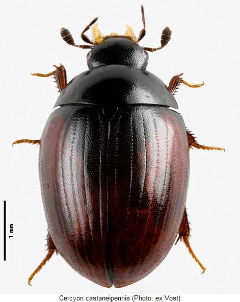cercyon_castaneipennis_hab.jpg