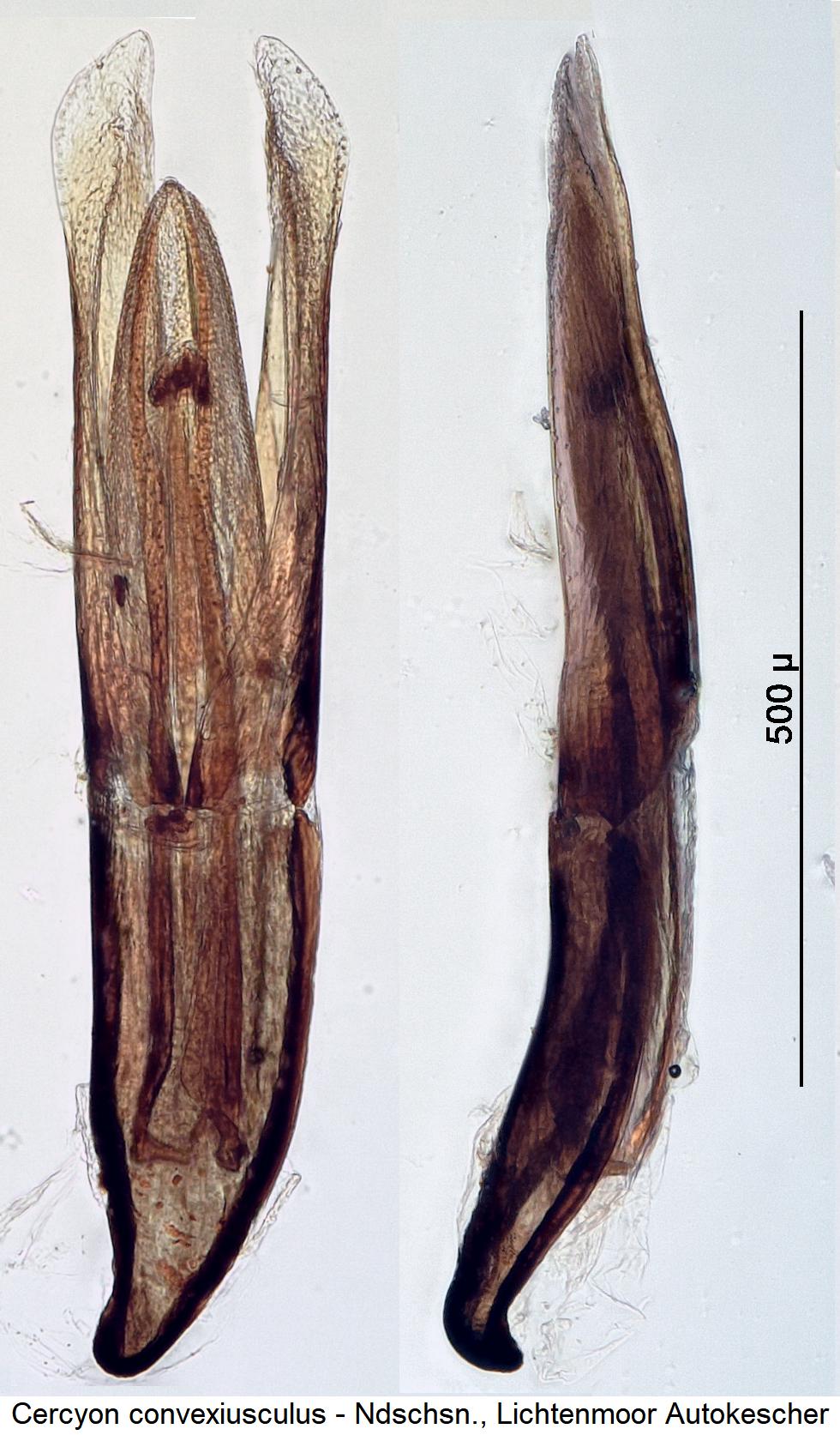 cercyon_convexiusculus.jpg
