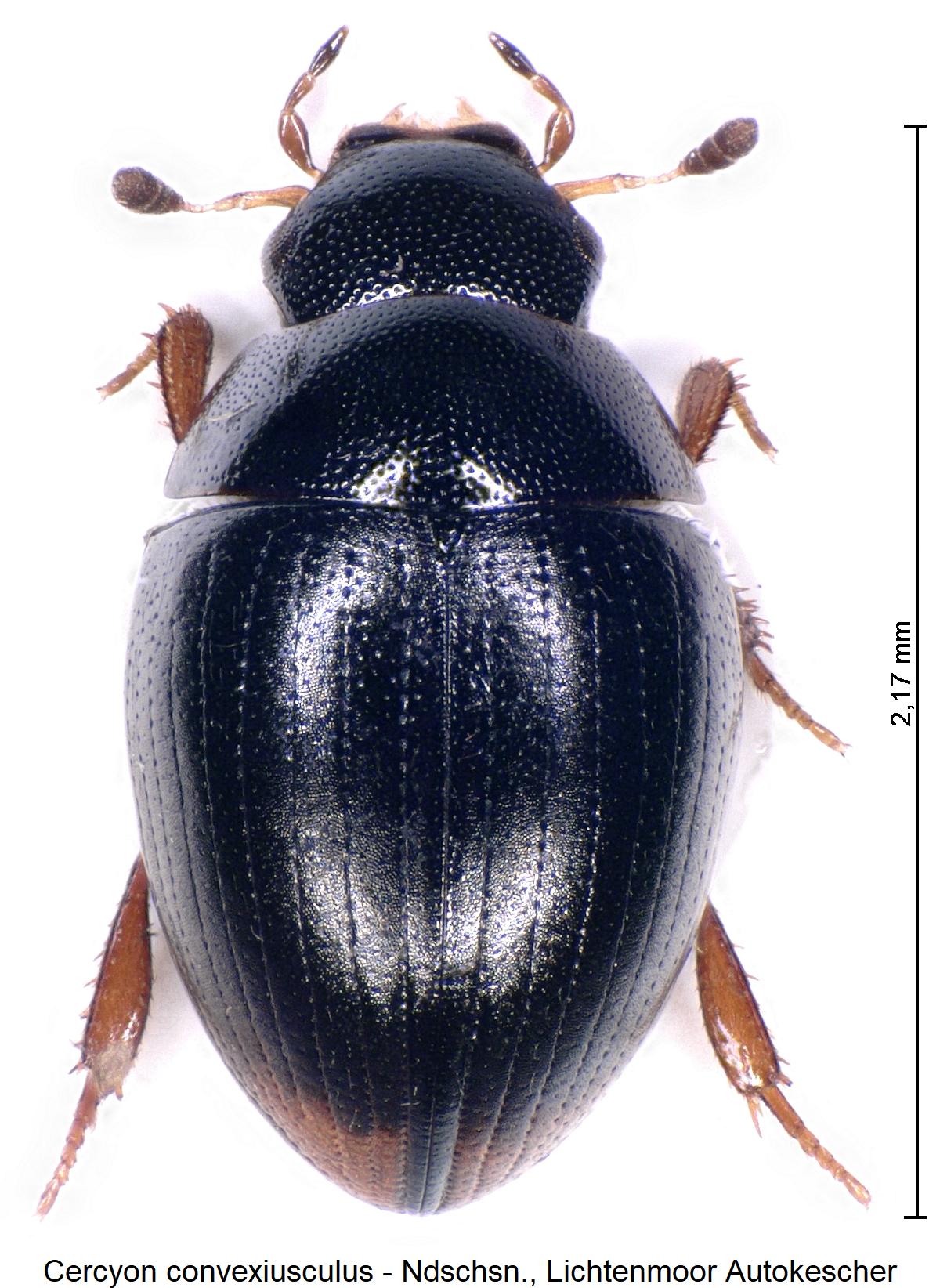cercyon_convexiusculus_hab.jpg