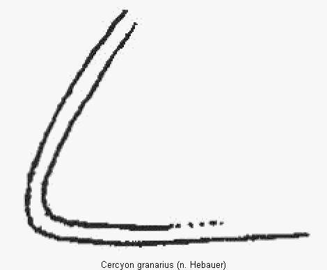 cercyon_granarius_hsch.gif