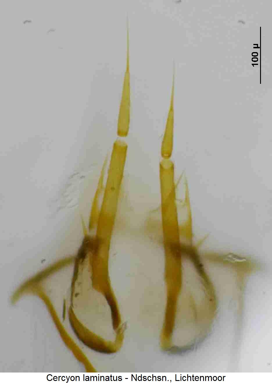 cercyon_laminatus_ovi.jpg
