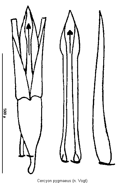 cercyon_pygmaeus.gif
