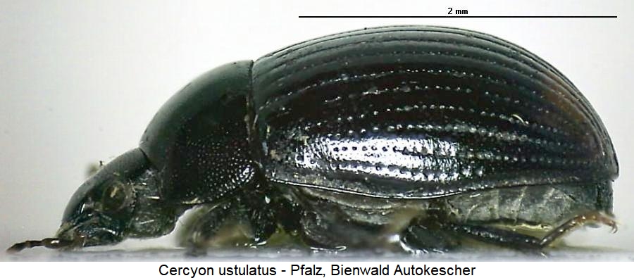 cercyon_ustulatus_sa.jpg