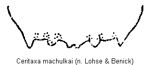 ceritaxa_machulkai_ter.gif