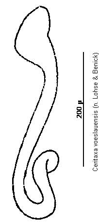 ceritaxa_voeslauensis_sperm.gif
