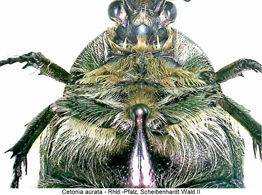 cetonia_aurata_us.jpg