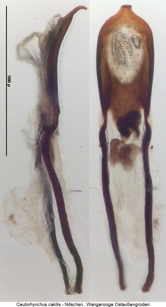 ceutorhynchus_cakilis.jpg