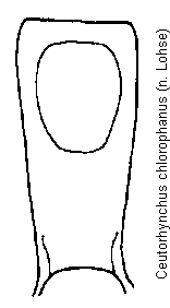 ceutorhynchus_chlorophanus.gif