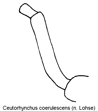 ceutorhynchus_coerulescens_vschn.gif