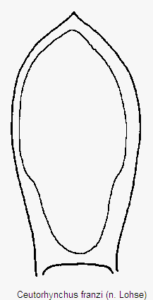 ceutorhynchus_franzi.gif
