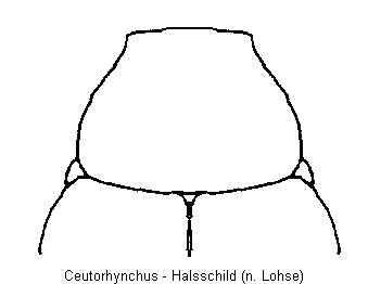ceutorhynchus_hsch.gif