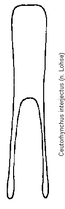 ceutorhynchus_interjectus.gif