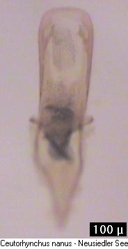 ceutorhynchus_nanus.jpg
