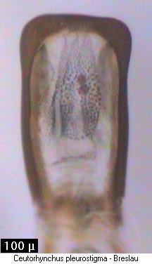 ceutorhynchus_pleurostigma.jpg