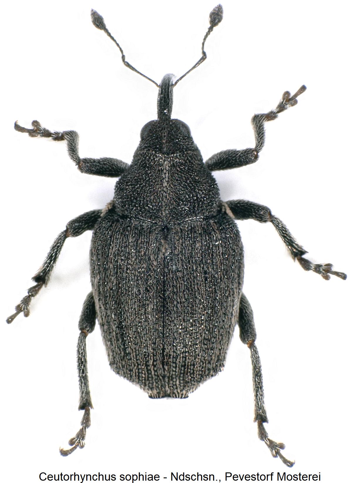 ceutorhynchus_sophiae_hab.jpg