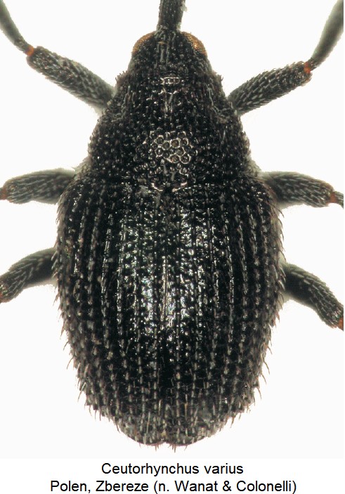 ceutorhynchus_varius_hab-1.jpg
