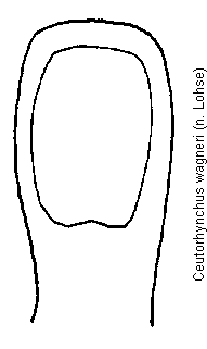 ceutorhynchus_wagneri.gif