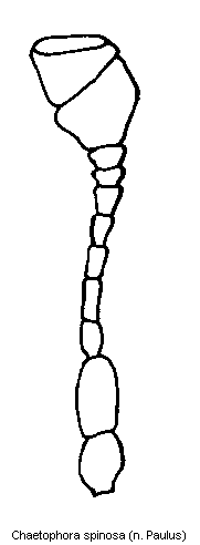chaetophora_spinosa_f.gif