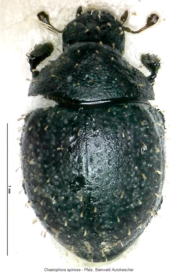 chaetophora_spinosa_hab.jpg