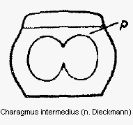 charagmus_intermedius_vbr.gif