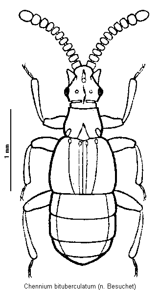 chennium_bituberculatum_hab.gif