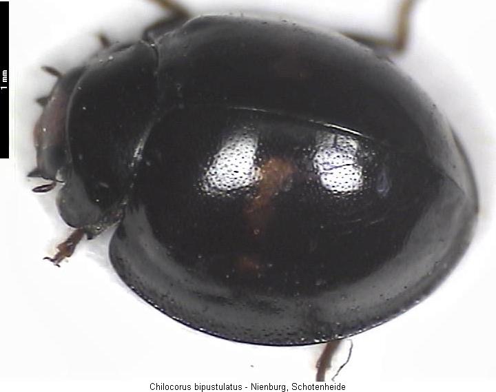 chilocorus_bipustulatus_hab.jpg