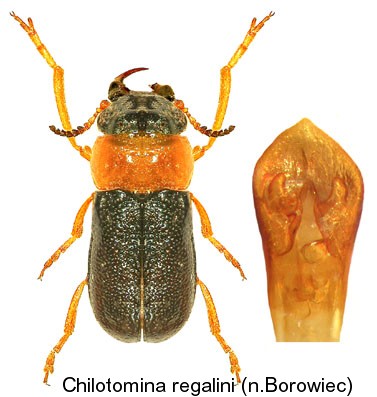 chilotomina_regalini.jpg