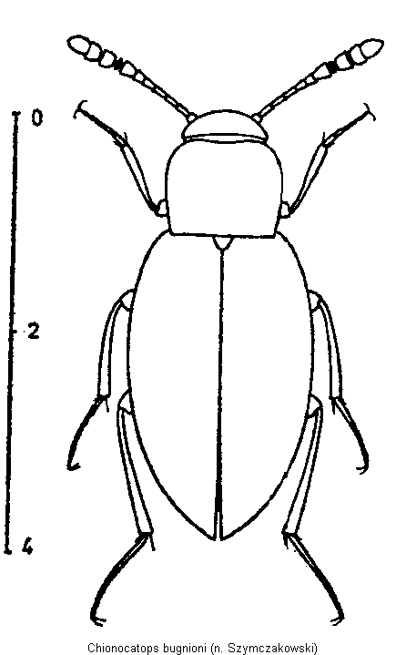 chionocatops_bugnioni_hab.gif