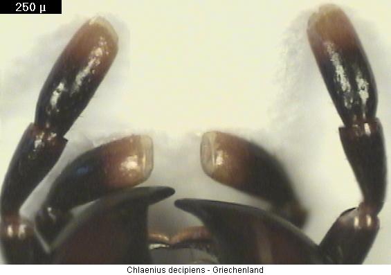 chlaenius_decipiens_ts.jpg