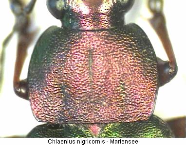 chlaenius_nigricornis_hsch.jpg