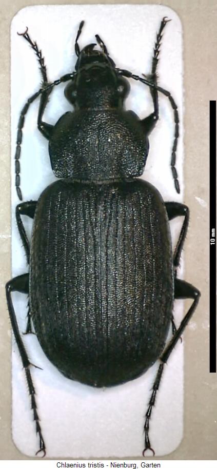 chlaenius_tristis_hab.jpg
