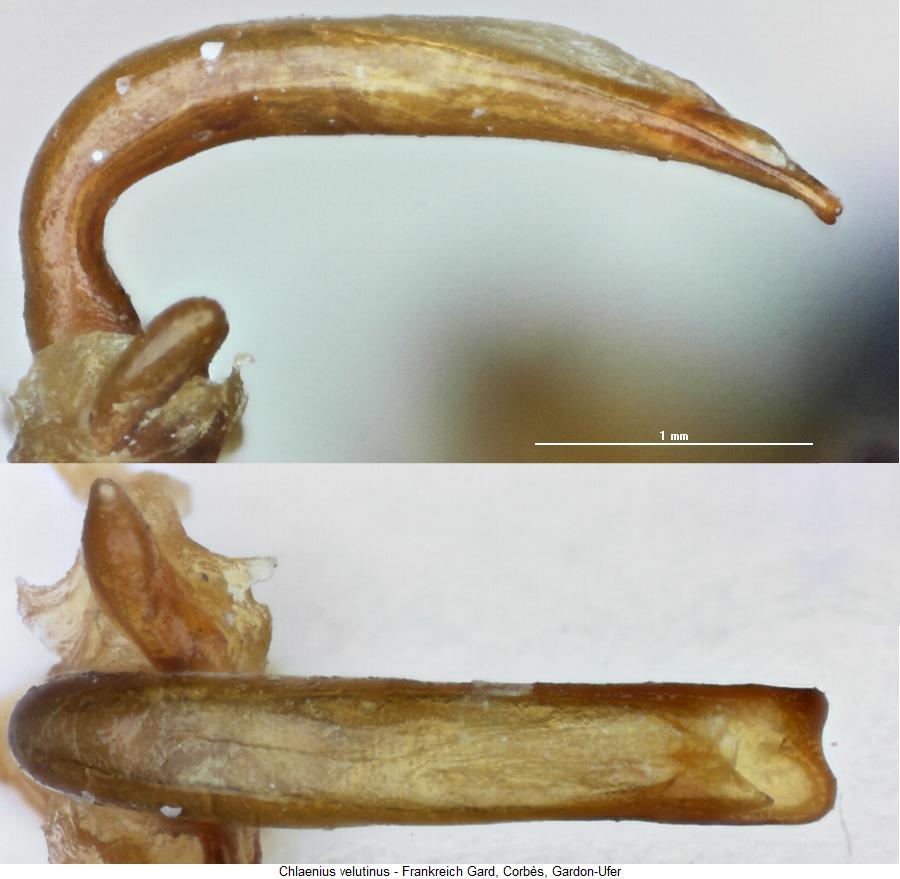 chlaenius_velutinus.jpg