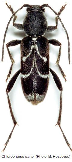 chlorophorus_sartor_hab.jpg