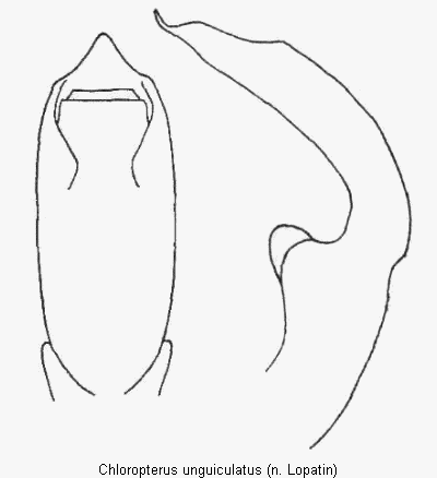 chloropterus_unguiculatus.gif