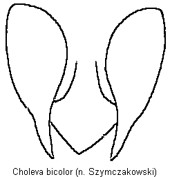 choleva_bicolor_gt.gif