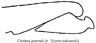 choleva_jeanneli_troch.gif