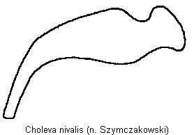 choleva_nivalis_troch.gif