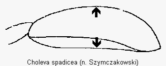 choleva_spadicea_sa.gif