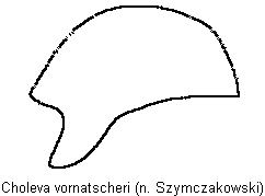 choleva_vornatscheri_troch.gif