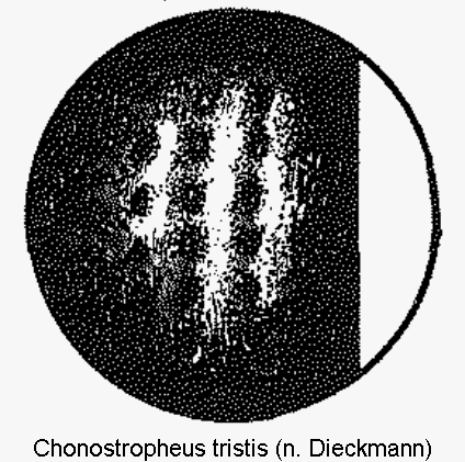 chonostropheus_tristis_ms.gif
