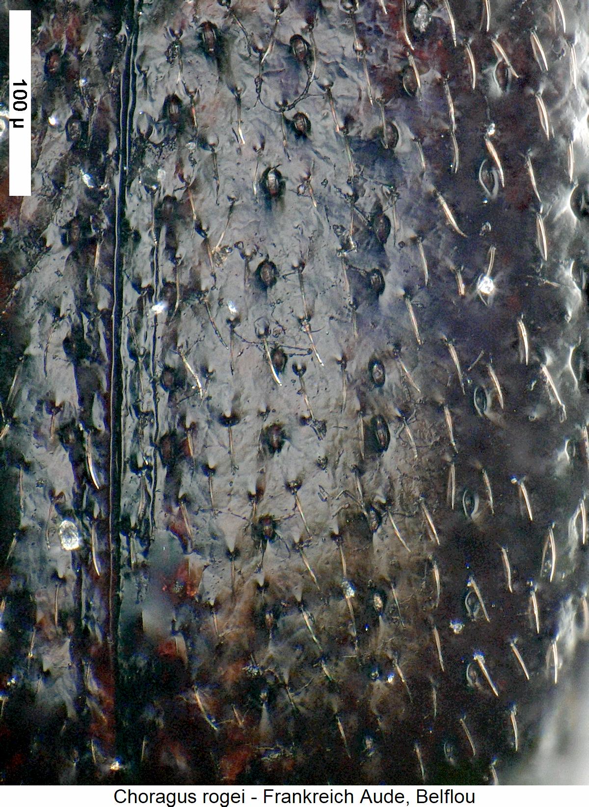 choragus_rogei_ms.jpg