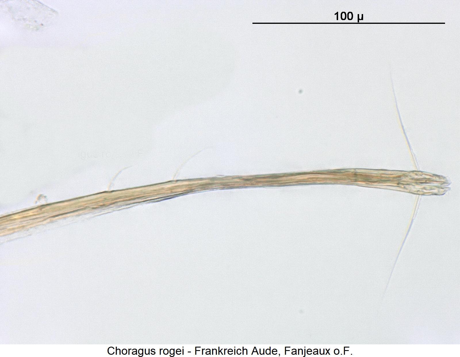 choragus_rogei_ovi.jpg
