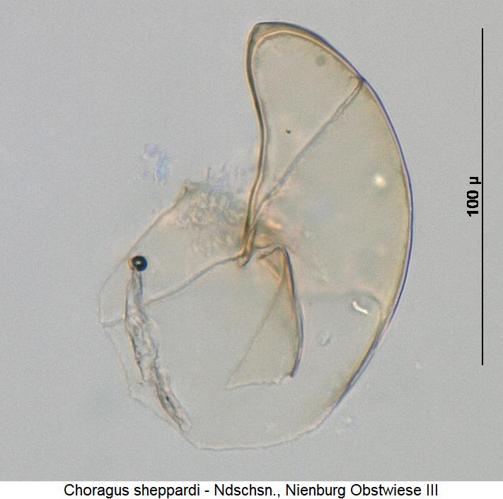 choragus_sheppardi_sperm.jpg