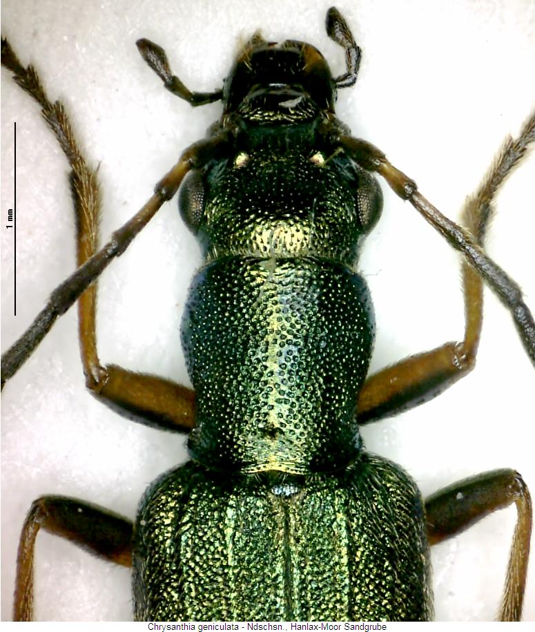 chrysanthia_geniculata_vk.jpg