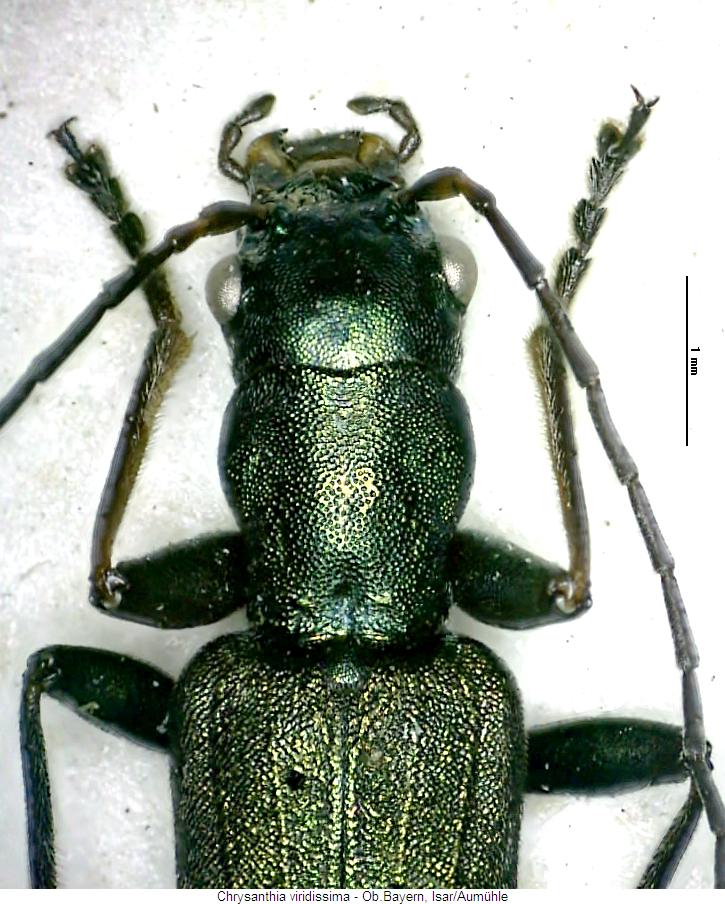 chrysanthia_viridissima_vk.jpg