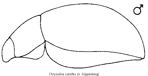 chrysolina_carnifex_sa.gif