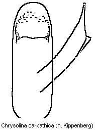 chrysolina_carpathica.gif