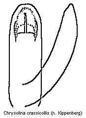 chrysolina_crassicollis.gif