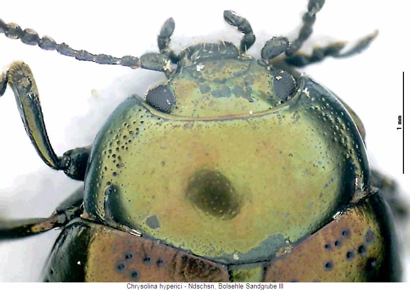 chrysolina_hyperici_vk.jpg