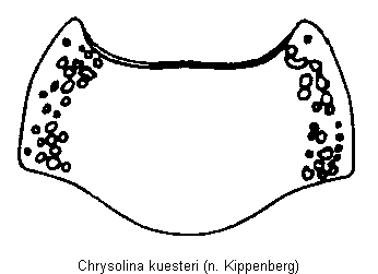 chrysolina_kuesteri_hsch.gif